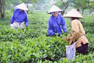 Cho phép sử dụng tên địa danh đăng ký bảo hộ nhãn hiệu “Chè Long Phú - Quốc Oai”