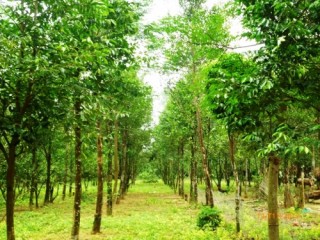 Sắp xếp, đổi mới công ty lâm nghiệp tỉnh Hà Tĩnh