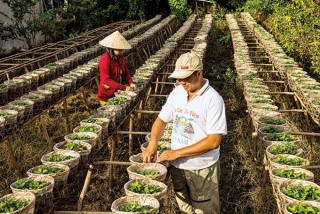 Thị trường cây, con giống vẫn bỏ ngỏ