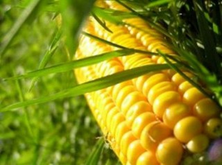 Chấp nhận cuộc đua để tìm cơ hội