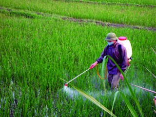 Siết kinh doanh thuốc bảo vệ thực vật