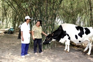 Vinamilk thu mua sữa bò tươi nguyên liệu của nông dân tăng gần 22%