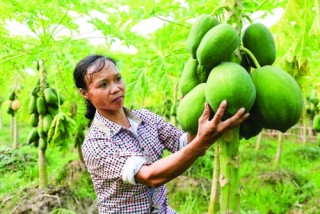 Phú Thọ: Những bước chuyển của hệ thống QTDND