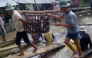 Chưa thống nhất hình thức xử lý nợ của Tafishco