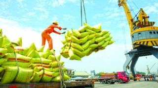 Gợi mở cho đầu tư ngành gạo
