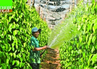 Xuất khẩu hồ tiêu Việt Nam: Cần nâng cao chất lượng