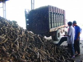 Phát triển nóng nhà máy sắn