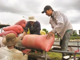 Tạm trữ lúa gạo “buông” nông dân