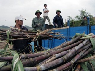 Mía đường khó tích ruộng, làm lớn