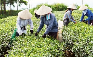 DN muốn được vay tín chấp nhiều hơn