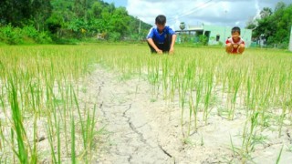 Hai ngân hàng đầu tiên công bố thiệt hại do hạn, mặn