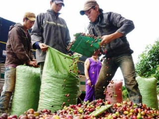 Đẩy mạnh chế biến sâu cà phê
