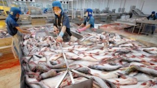 Hoa Kỳ chấp thuận hồ sơ kiểm soát cá da trơn Việt Nam