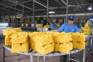 Ngành cao su khởi đầu tốt trong năm 2019