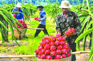 Xuất khẩu nông sản: Giữ vững thị trường trọng điểm