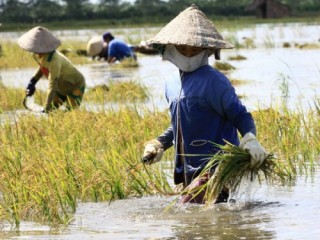 Ngân hàng Quốc dân cho vay thu mua tạm trữ thóc, gạo