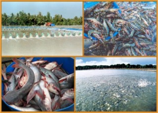 Bén duyên với nuôi trồng thủy sản
