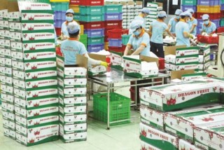 Cơ hội kép để khai thác thị trường Australia