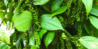 Doanh nghiệp tìm đường tránh lỗ