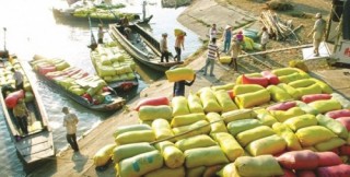 Mở đường cho tiêu thụ lúa hè thu