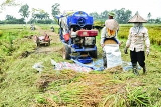 Xuất khẩu gạo chưa vội mừng