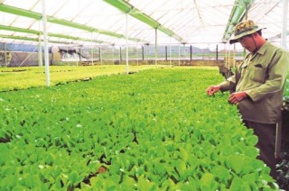 Bảo hiểm nông nghiệp cần tầm dài hạn