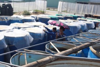 Nước mắm Ánh Hồng và hành trình ra biển lớn