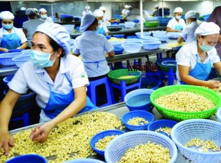 Nguy cơ từ nguyên liệu điều giá rẻ