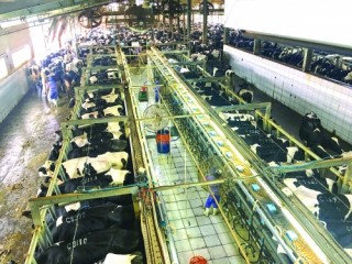 Giải pháp đẩy mạnh xuất khẩu sữa