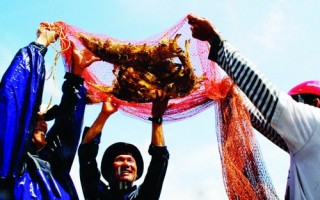 Ngành tôm lớn nhưng chưa đủ mạnh