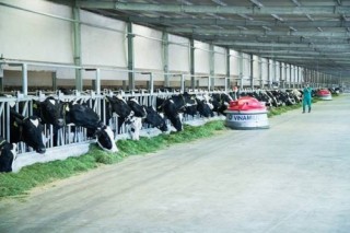 Dấu ấn Vinamilk trong ngành chăn nuôi bò sữa công nghệ cao Việt Nam