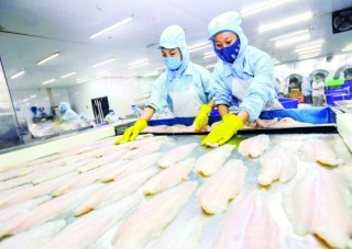 Để ngành thủy sản phát triển bền vững