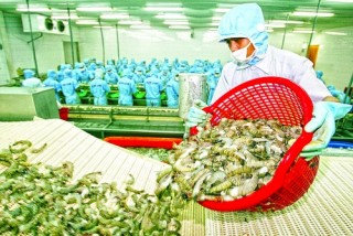 Tôm vượt “rào cản” hướng đến mục tiêu xuất khẩu