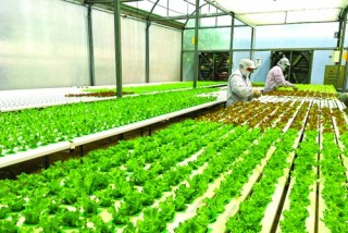 Xuất khẩu chính ngạch với nông sản Việt: Vẫn còn nhiều thách thức