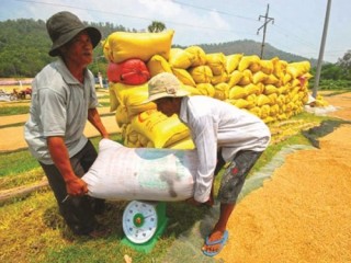 Có cần giảm thuế gạo bán trong nước?