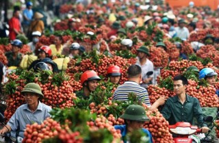 Hội nhập nhìn từ trái vải