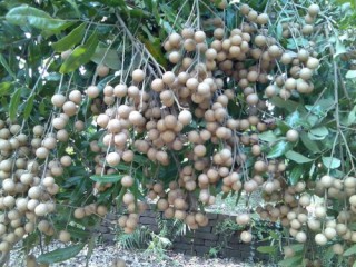Chưa có quy chế lựa chọn thương hiệu cho các sản phẩm địa phương