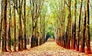 Gỗ cao su gặp khó với chuẩn FSC