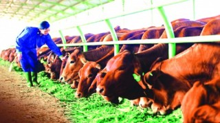 Hoàng Anh Gia Lai liệu sẽ thoát đáy?