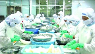 Cạnh tranh thu mua nguyên liệu