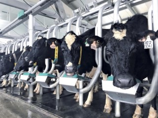 Vinamilk giới thiệu sữa tươi 100% A2 đầu tiên tại Việt Nam