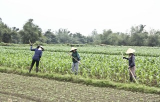 Doanh nghiệp đầu tư vào nông nghiệp: Nâng cao năng lực để đi đường dài