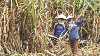 Mía đường vỡ trận định hướng quy hoạch