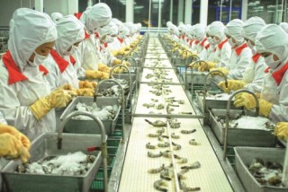 Chống bán phá giá tôm Việt Nam: Đạo đức kinh doanh phải luôn được coi trọng
