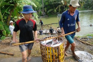 Thấp thỏm làm ăn với thương lái