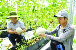 Xuất khẩu nông sản sang Trung Quốc: Khó khăn và giải pháp