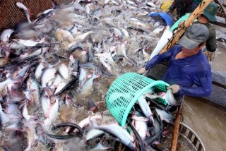 Mỹ thiết lập chương trình giám sát cá da trơn: DN xuất khẩu gặp khó