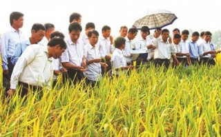 Sản xuất nông nghiệp: Bắc cầu vào chuỗi với DN FDI