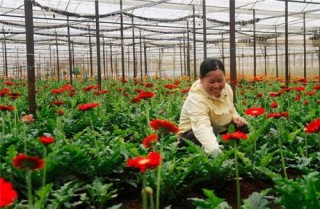 Tư nhân kéo vốn ngoại về nông thôn
