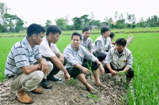 Đẩy mạnh chuỗi sản xuất lúa gạo bền vững ở Việt Nam
